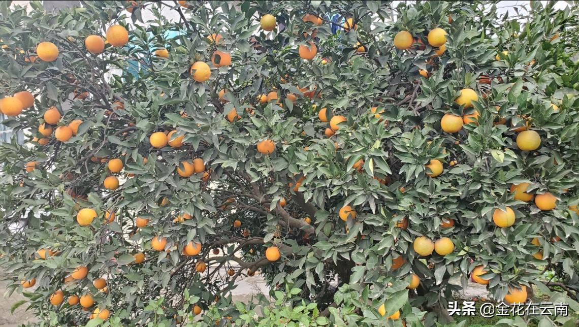 临近年关吃东西容易上火，就让这款小甜橙拯救一下