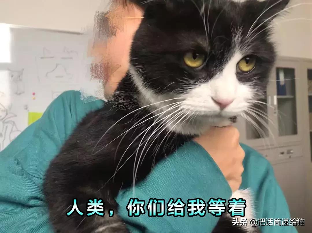 猫故事书籍,猫故事小说