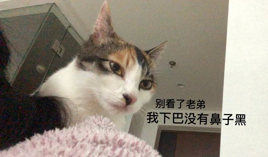 猫咪黑下巴红霉素和凡士林用多少,猫咪总是流棕色眼泪还有点黑下巴