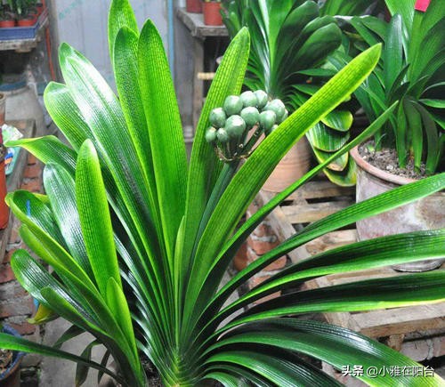 家庭君子兰开花期间怎么浇水施肥,君子兰开花期间怎么浇水加鸡蛋呢