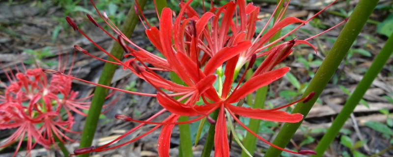 彼岸花什么时候掉叶子,彼岸花为什么没有叶子