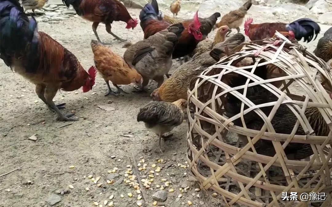 鸡为什么会吃鸡,鸡为什么没有攻击性