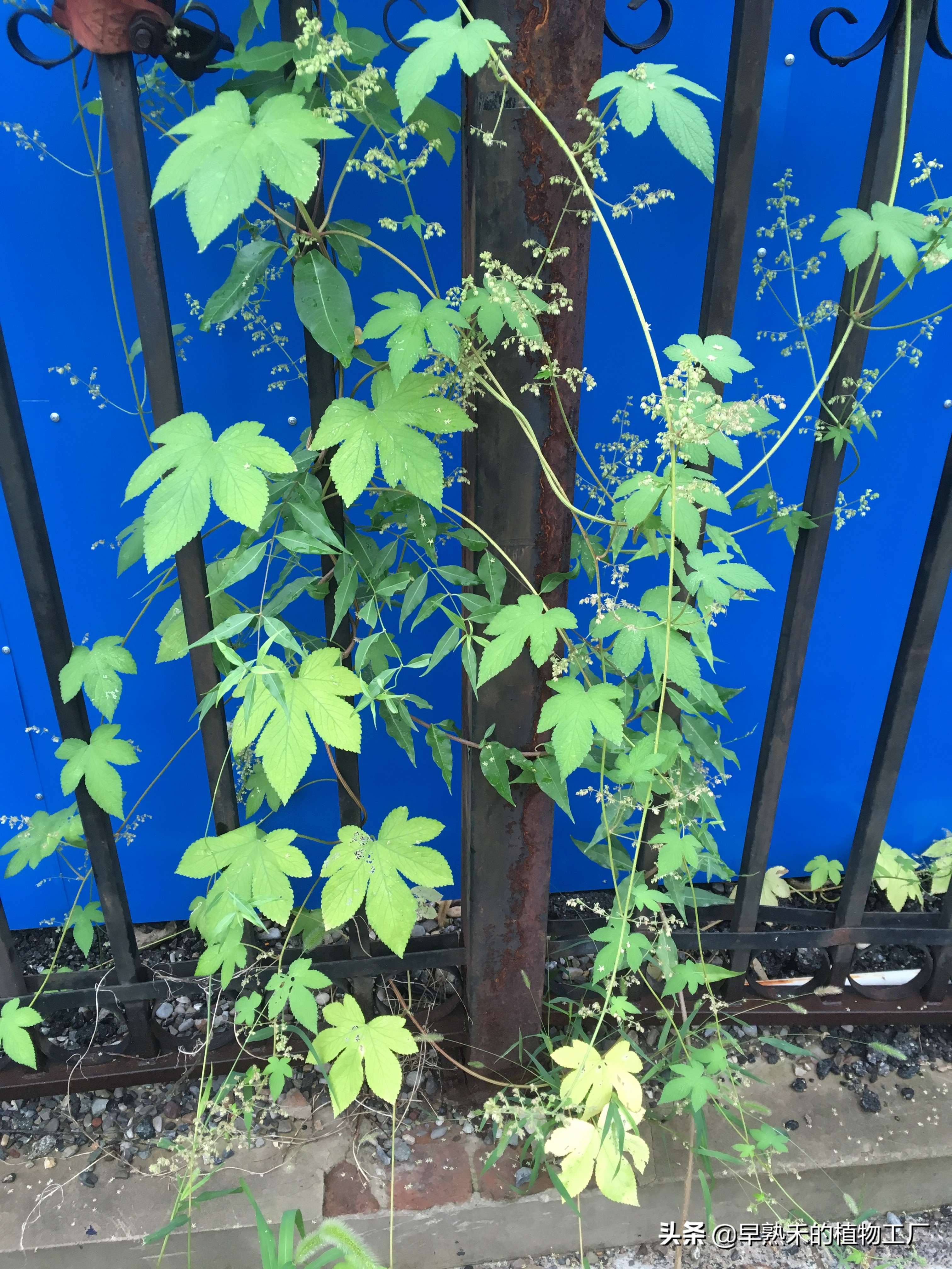 身边普通的植物有哪些,身边被忽略的植物