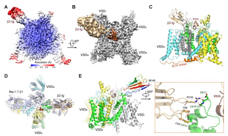 施一公与徒弟颜宁,施一公徒弟颜宁