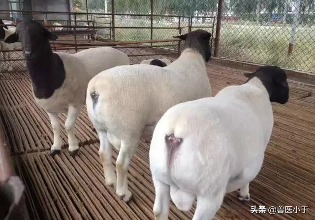 羊中暑的急救措施有哪些,羊中暑用什么中药