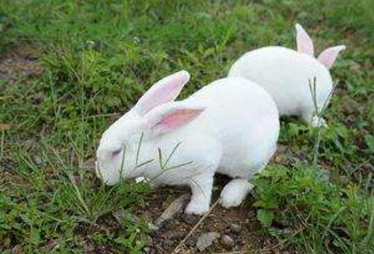 母兔配种可以打疫苗吗,公兔配种技术和方法