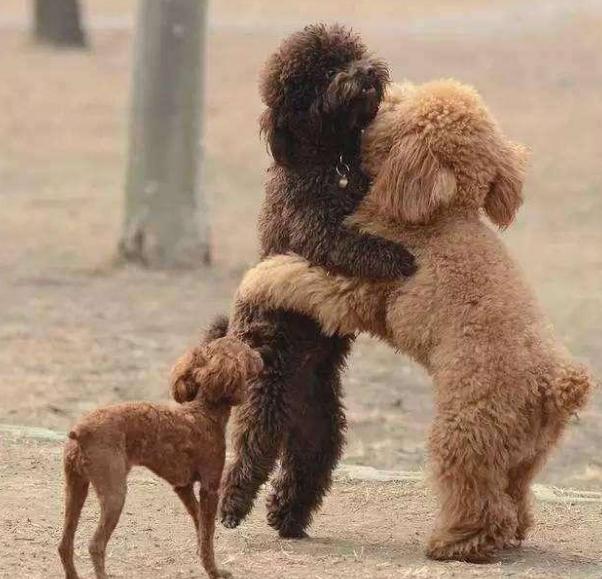 泰迪价格差距大的原因分析,泰迪为什么要从小养