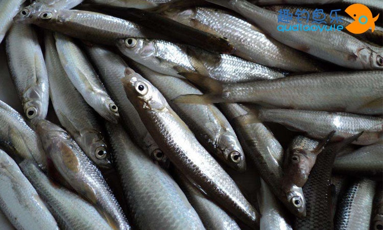 溪流钓鱼最佳钓法,路亚溪流钓白条鱼的技巧