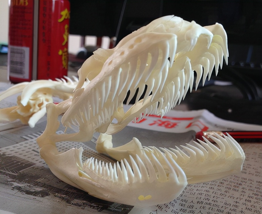 超吓人蟒蛇,福建大田蟒蛇