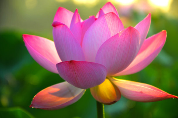 出淤泥而不染的莲花的下一句,莲花出淤泥而不染下一句是什么