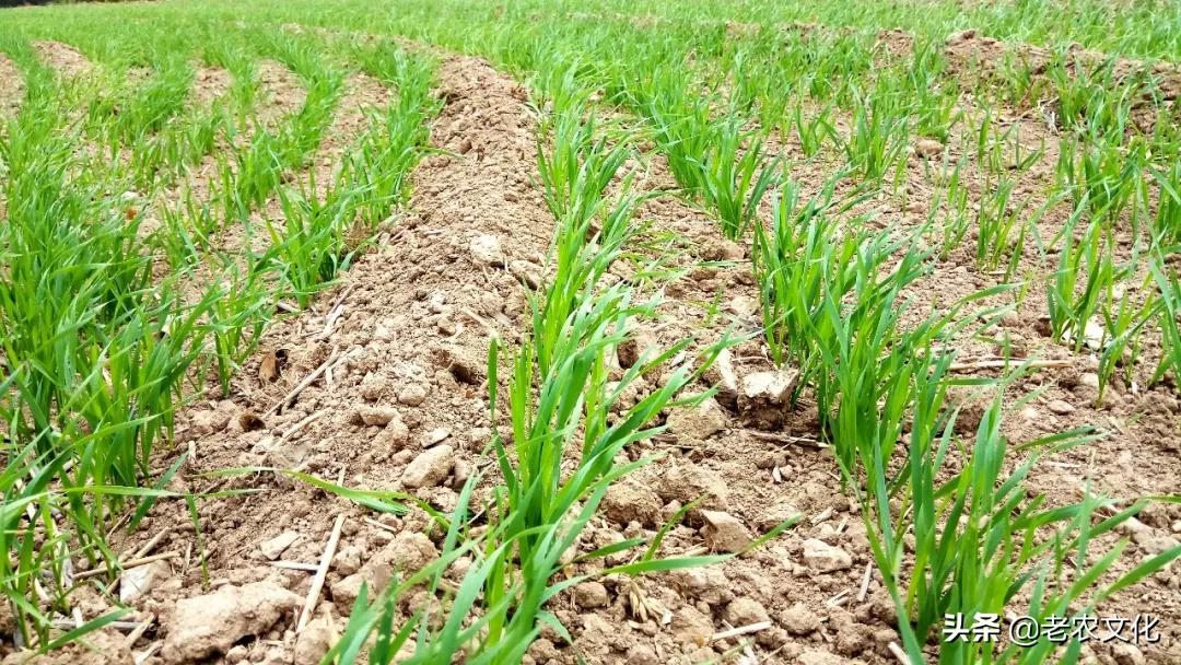 小麦如何判断弱苗壮苗和旺苗,小麦弱苗最佳补救方法