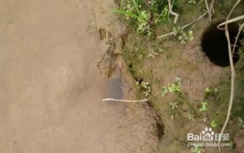 黄鳝首选位置,黄鳝地笼一般放在什么位置