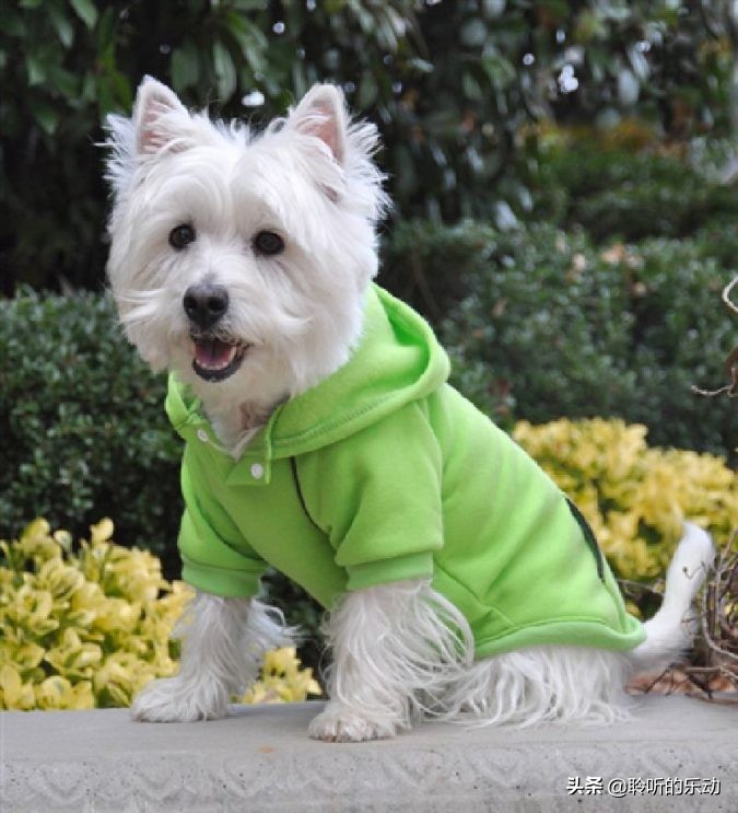 十大可爱的宠物狗,最潮的狗狗穿衣搭配