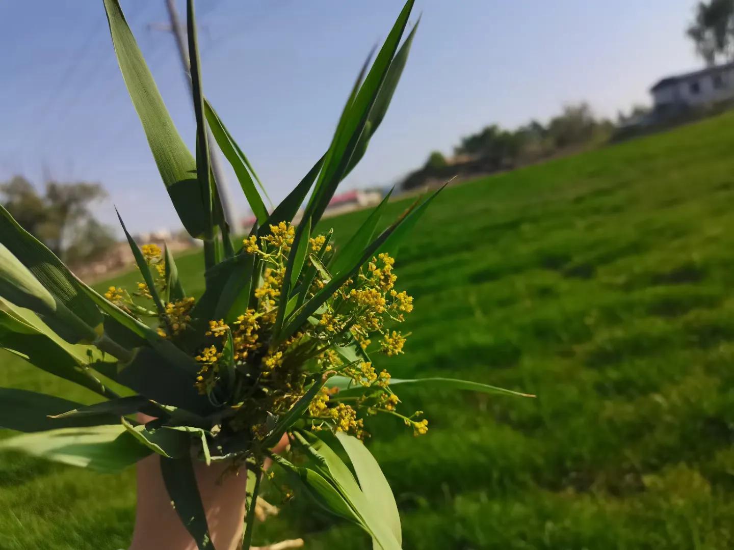 念初时光农场位置,念初时光农场有铁锅吗