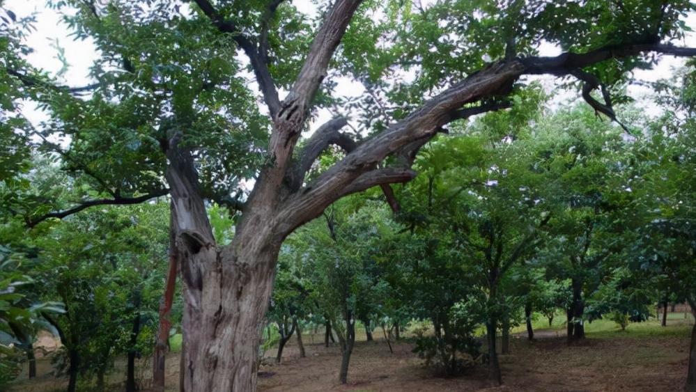头骨最值钱鸟,头骨很珍贵的鸟