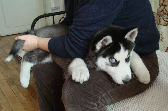 如何分辨哈士奇和阿拉斯加犬,哈士奇和阿拉斯加都是雪橇犬吗