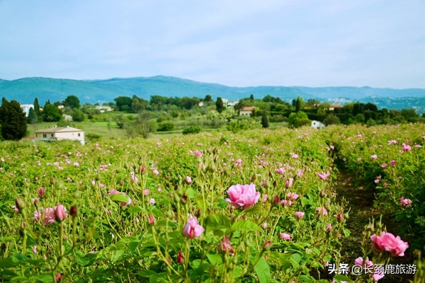 比较好用且价格实惠的香水,买到一支好用还不贵的香水