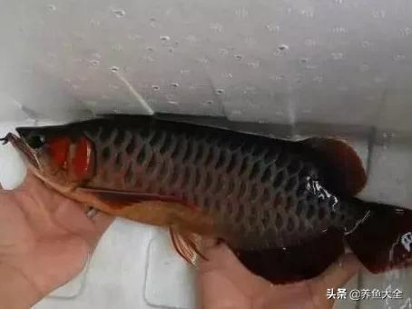 养红龙苗,养红龙如何搭配其他鱼