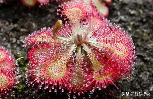自然界中会“捕猎”的食虫植物,十种可以捕食虫子的植物