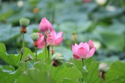 河南省的高校有几所,洛阳大学和洛阳工程学院哪个好