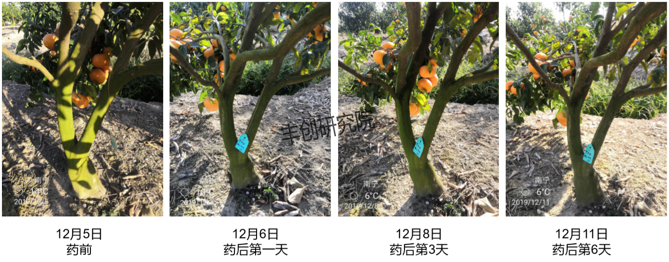 农田里的青苔怎样防治,水田长青苔用什么农药能化青苔