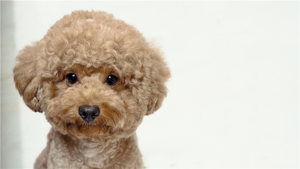 泰迪吃得饱嘛,巨型泰迪两个月皮包骨