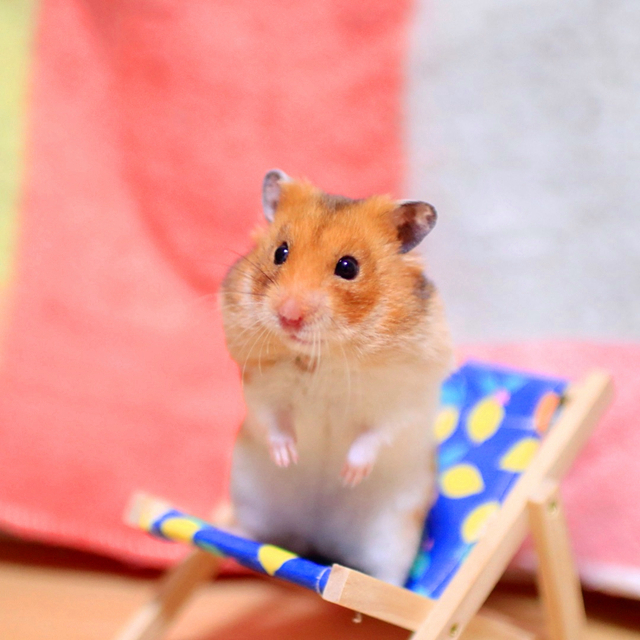 仓鼠幼鼠该怎么养,仓鼠幼鼠应该怎么养