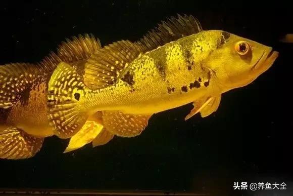 希望有着跟我一样折腾的鱼友,保持初心去对待自己的爱鱼