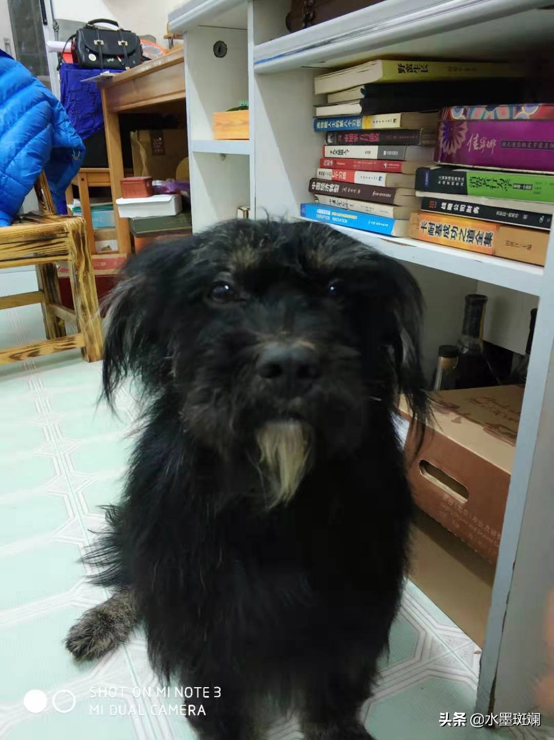 狗狗的发情期，教你几招寻找离家出走的毛孩子！