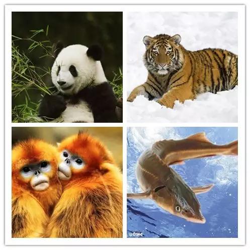 抓蛙捕鸟被判刑,抓青蛙检察院怎么处理