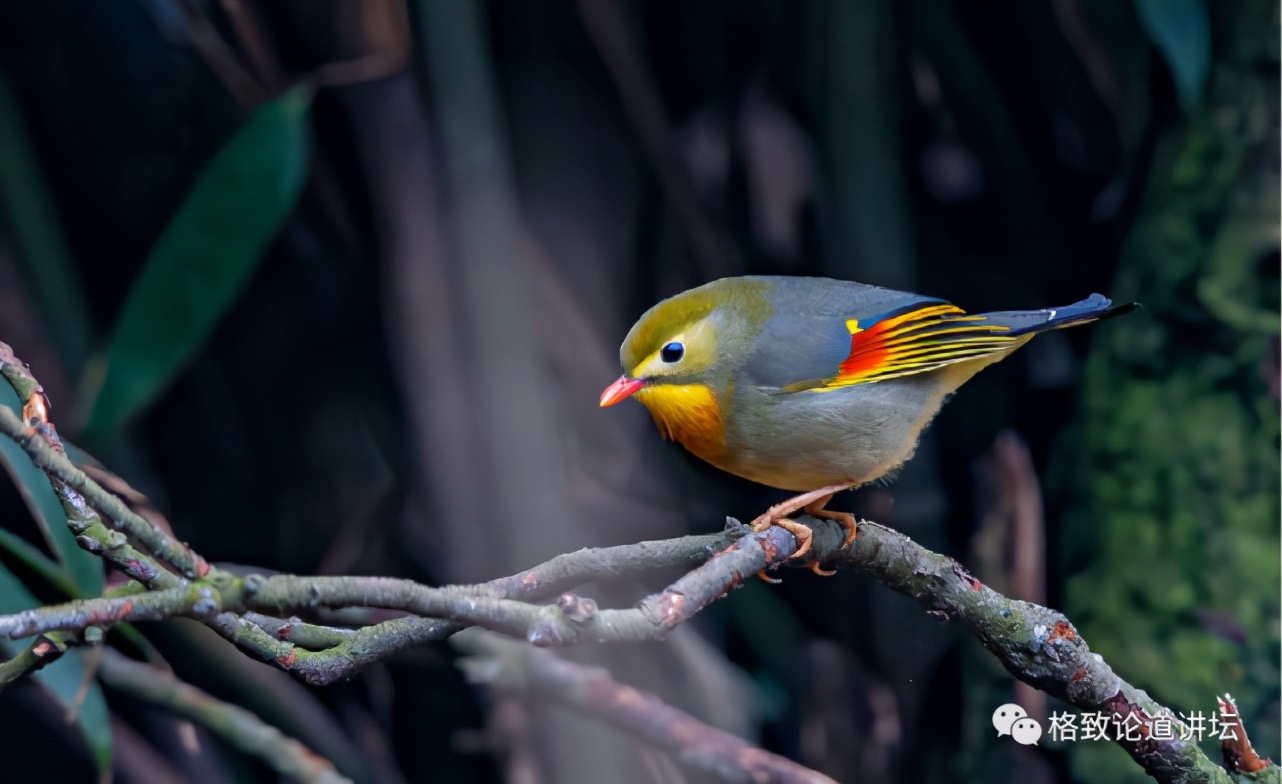 捡到受伤的鸟是好事吗,捡到受伤的鸟联系哪个部门救助