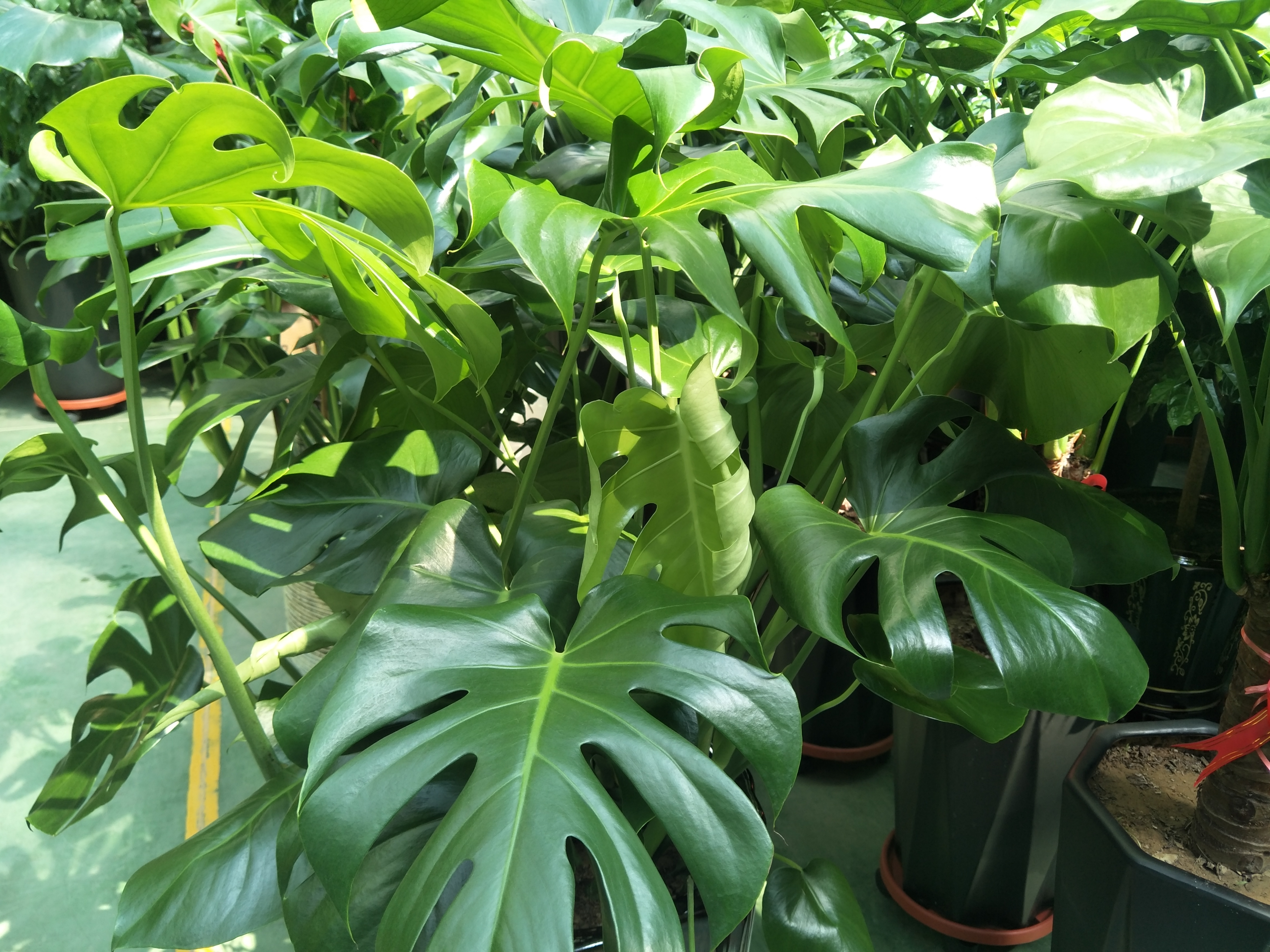 龟背竹叶子发软下垂叶片薄怎么办,龟背竹叶子尖发黄枯萎怎么办