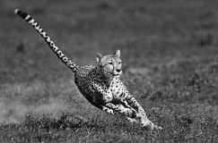 每天十条冷知识第61讲,狗不能吃海带?