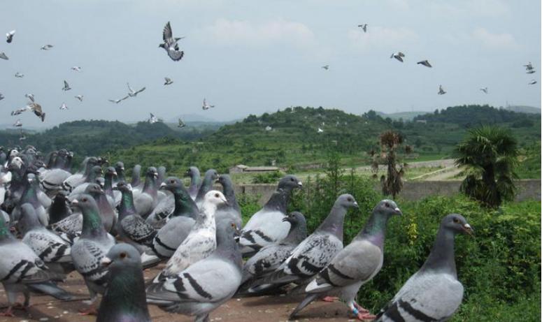 信鸽如何尽快适应新鸽舍,赛鸽知识分享鸽子飞不高