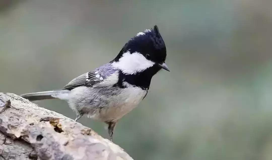 贝子叫视频完整版,贝子叫的视频