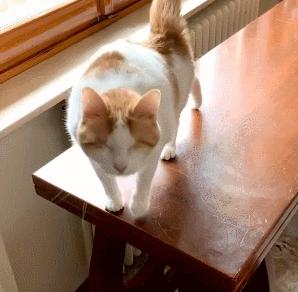 因为爱，瘫痪14年的猫咪一直在创造奇迹