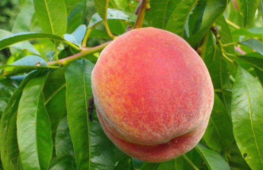 关于桃树的小知识怎么种好桃子,了解桃树知识