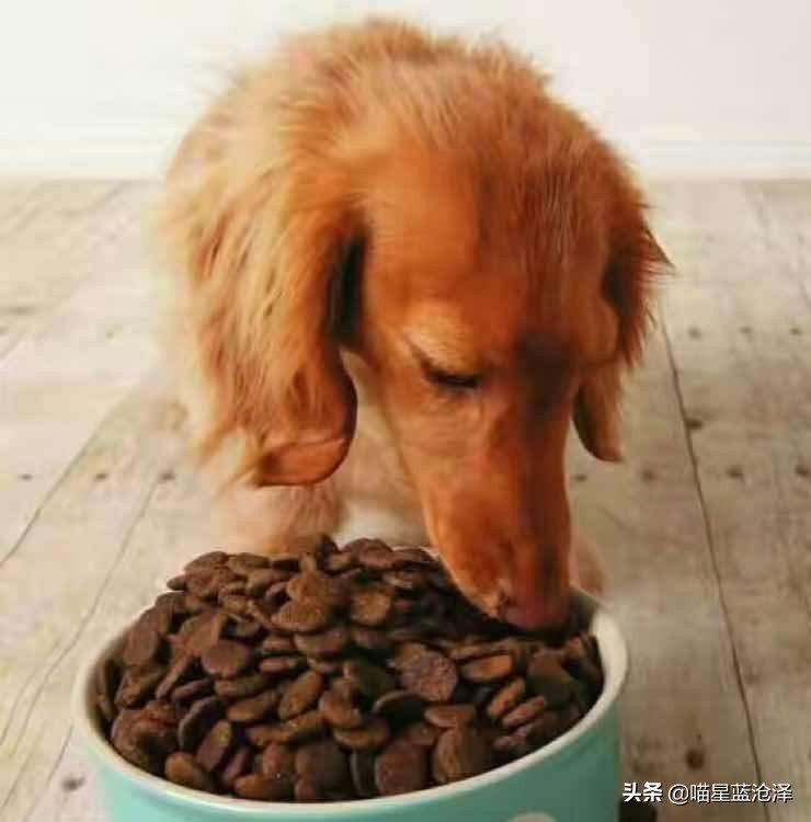 狗子半夜学狼嚎是什么意思,狗狗晚上学狼叫是什么预兆