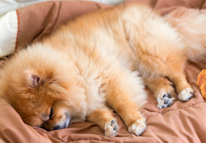 爱犬得了不治之症怎么办,小狗患有糖尿病是否可治愈