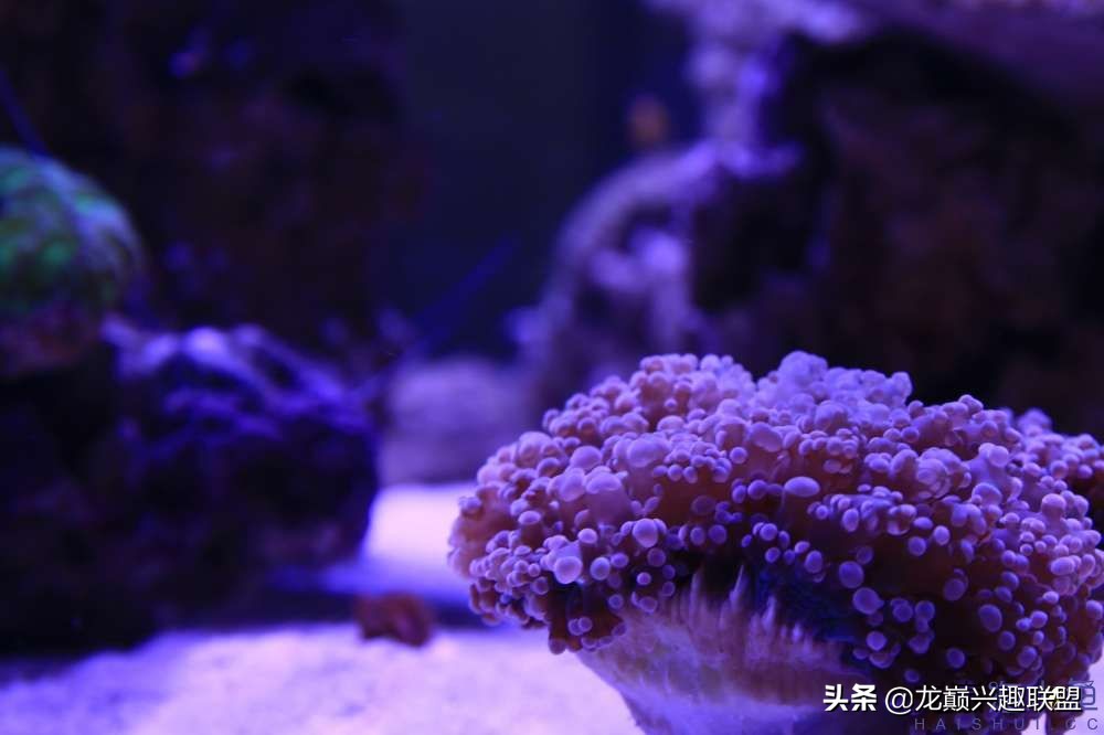 从零开始玩海缸的方法,从零开始玩海缸全过程