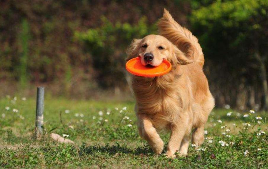 金毛好不好养适合养不,金毛好不好咬人