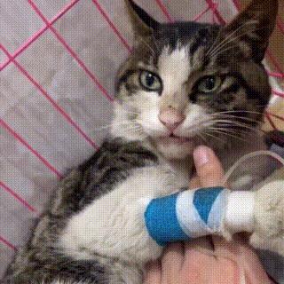 狸花猫背部受伤救助,狸花猫被主人打骨折