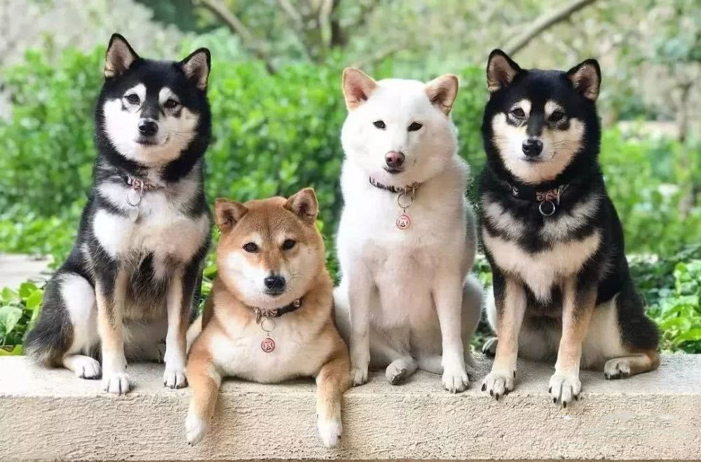 白色柴犬买贵了,白色的柴犬不属于合格的柴犬