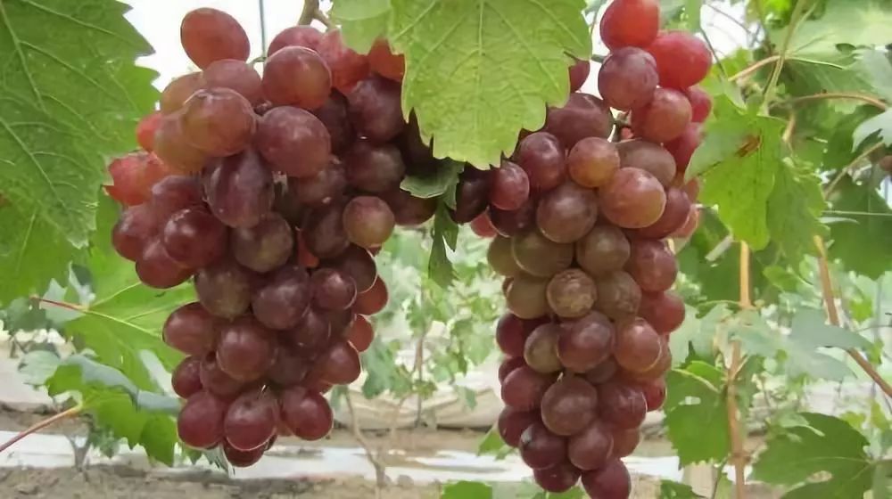 上海人游上海，这51个地方才不“踩雷”！