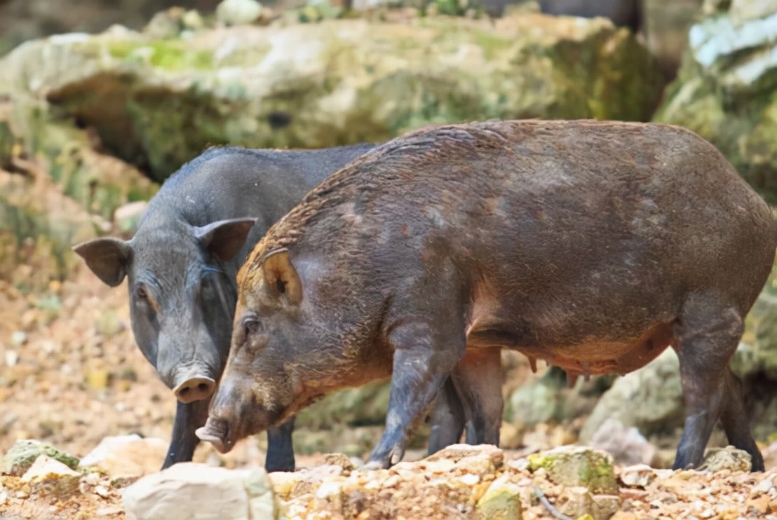 多地开始猎杀野猪，杀死的野猪该如何处理？为何不给人们吃了它？
