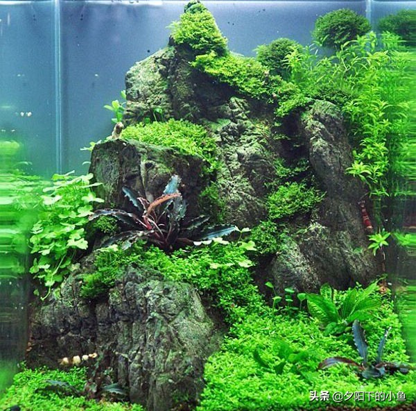 开缸黄水怎么办,新开缸黄水现象多久可以恢复