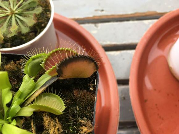 捕蝇草夹子变黑是怎么回事,捕蝇草夹子变黑变干怎么办