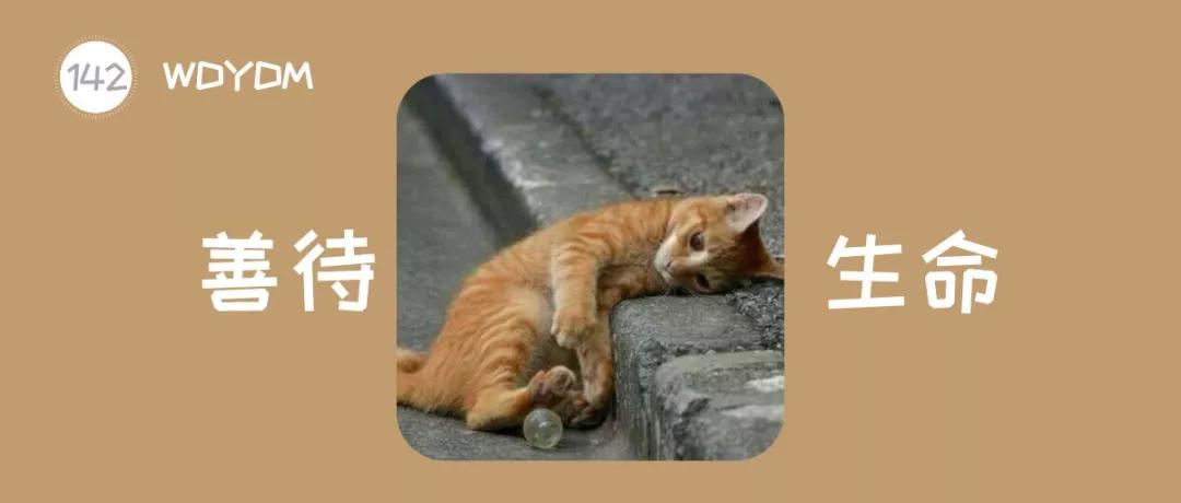 流浪猫百分之90都熬不过冬季,喂养流浪猫时流浪猫害怕怎么办