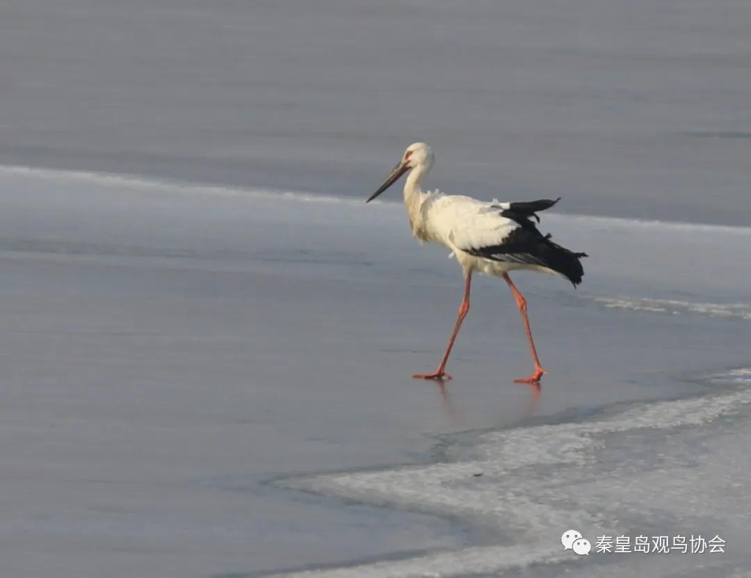 爱心让世界变得更美好作文,爱心让冬日暖意融融