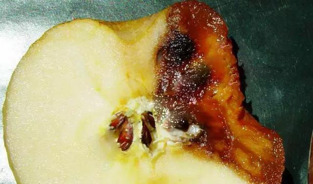 苹果的主要病虫害及如何防治,防治苹果病害的方法